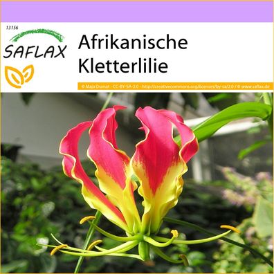 SAFLAX - Afrikanische Kletterlilie - Gloriosa - 15 Samen