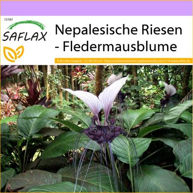 SAFLAX - Nepalesische Riesen - Fledermausblume - Tacca - 10 Samen