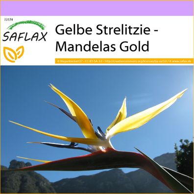 SAFLAX - Gelbe Strelitzie - Mandelas Gold - Strelitzia - 4 Samen