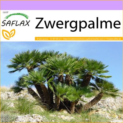 SAFLAX - Zwergpalme - Chamaerops - 10 Samen