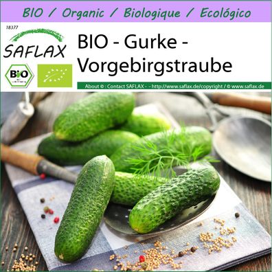 SAFLAX - BIO - Gurke - Vorgebirgstraube - Cucumis - 15 Samen