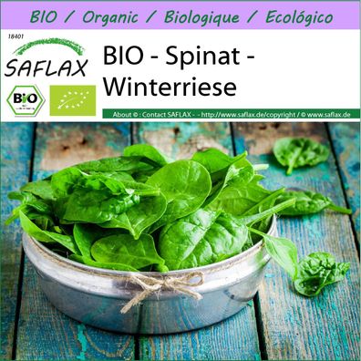 SAFLAX - BIO - Spinat - Winterriese - Spinacia - 250 Samen