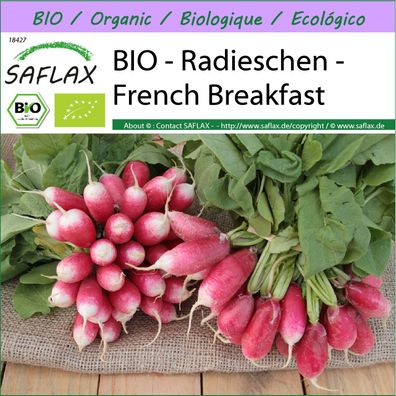 SAFLAX - BIO - Radieschen - French Breakfast - Raphanus - 150 Samen