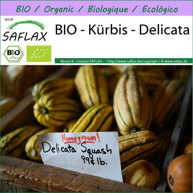 SAFLAX - BIO - Kürbis - Delicata - Cucurbita - 6 Samen