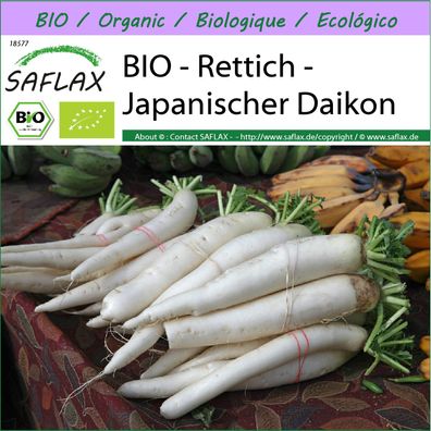 SAFLAX - BIO - Rettich - Japanischer Daikon - Raphanus - 100 Samen
