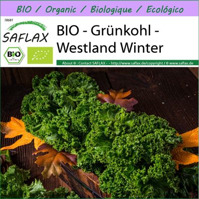 SAFLAX - BIO - Grünkohl - Westland Winter - Brassica - 70 Samen