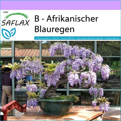 SAFLAX - B - Afrikanischer Blauregen - Bolusanthus - 15 Samen