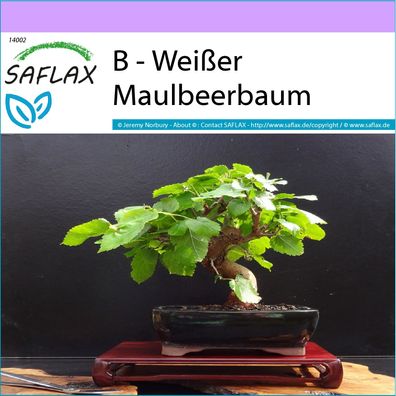 SAFLAX - B - Weißer Maulbeerbaum - Morus - 200 Samen