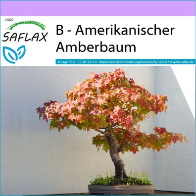 SAFLAX - B - Amerikanischer Amberbaum - Liquidamber - 100 Samen