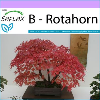 SAFLAX - B - Rotahorn - Acer - 20 Samen
