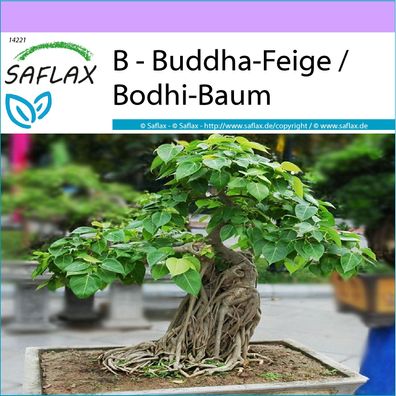 SAFLAX - B - Buddha-Feige / Bodhi-Baum - Ficus - 100 Samen
