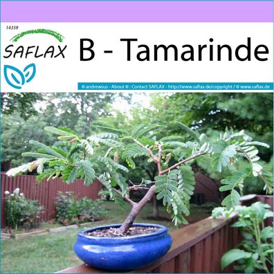 SAFLAX - B - Tamarinde - Tamarindus - 4 Samen