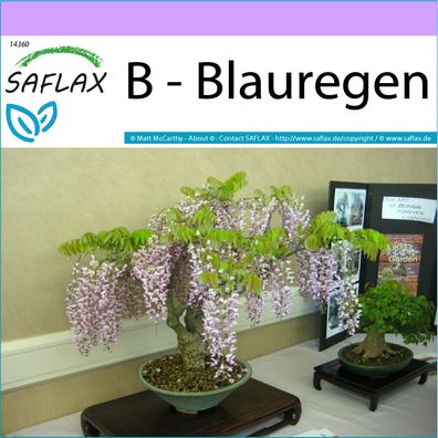 SAFLAX - B - Blauregen - Wisteria - 4 Samen