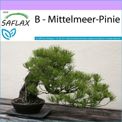 SAFLAX - B - Mittelmeer-Pinie - Pinus - 6 Samen