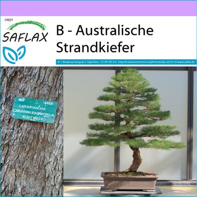 SAFLAX - B - Australische Strandkiefer - Casuarina - 200 Samen