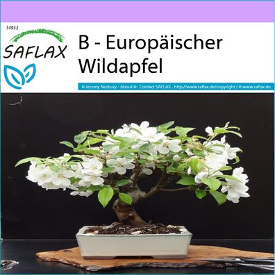 SAFLAX - B - Europäischer Wildapfel - Malus - 30 Samen