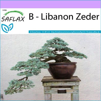 SAFLAX - B - Libanon Zeder - Cedrus - 20 Samen