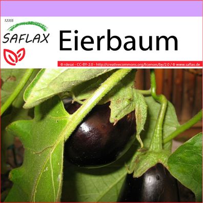 SAFLAX - Eierbaum - Solanum - 20 Samen