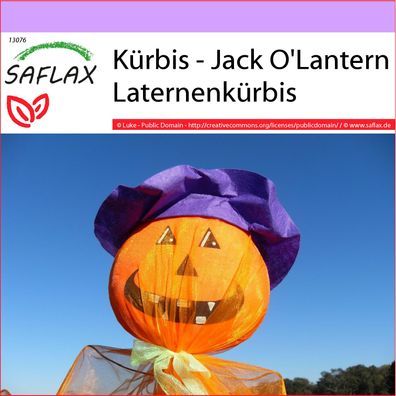 SAFLAX - Kürbis - Jack O'Lantern Laternenkürbis - Cucurbita - 10 Samen