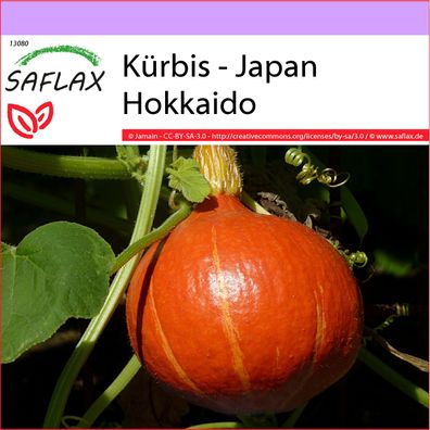 SAFLAX - Kürbis - Japan Hokkaido - Cucurbita - 10 Samen