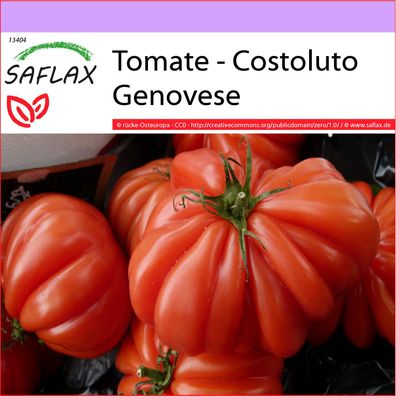 SAFLAX - Tomate - Costoluto Genovese - Lycopersicon - 10 Samen