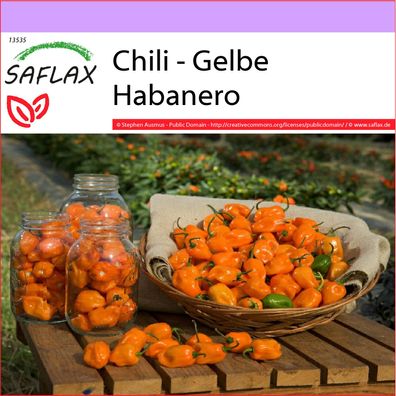 SAFLAX - Chili - Gelbe Habanero - Capsicum - 10 Samen