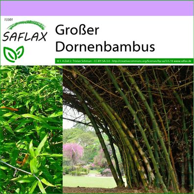 SAFLAX - Großer Dornenbambus - Dendrocalamus - 50 Samen