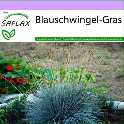 SAFLAX - Blauschwingel-Gras - Festuca - 50 Samen