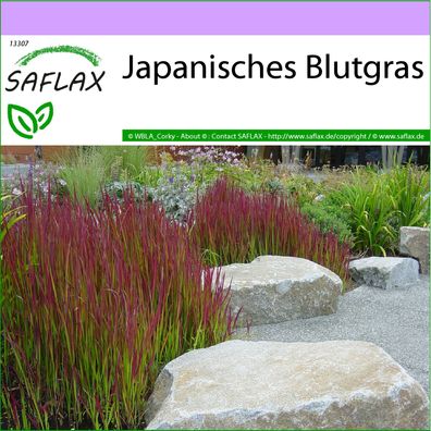 SAFLAX - Japanisches Blutgras - Imperata - 50 Samen