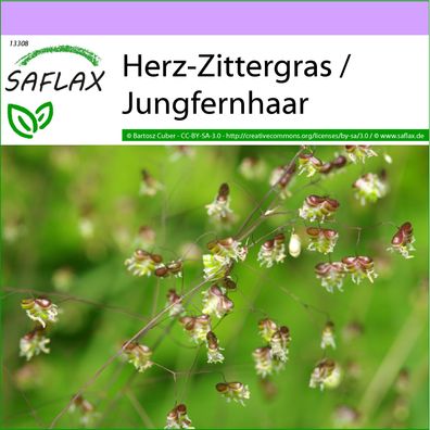 SAFLAX - Herz-Zittergras / Jungfernhaar - Briza - 75 Samen