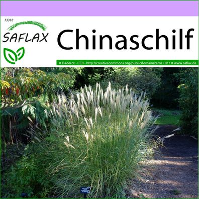 SAFLAX - Chinaschilf - Miscanthus - 200 Samen
