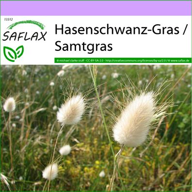 SAFLAX - Hasenschwanz-Gras / Samtgras - Lagurus - 100 Samen