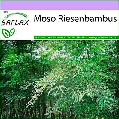 SAFLAX - Moso Riesenbambus - Phyllostachys - 20 Samen