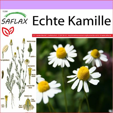 SAFLAX - Echte Kamille - Matricaria - 300 Samen