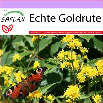SAFLAX - Echte Goldrute - Solidago - 100 Samen