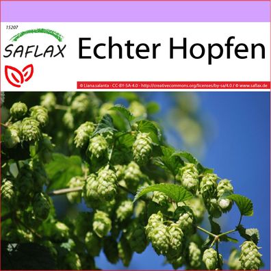 SAFLAX - Echter Hopfen - Humulus - 50 Samen