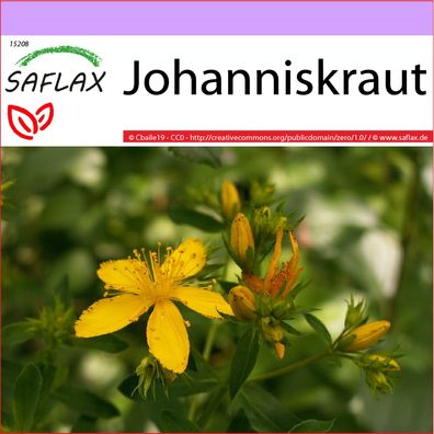 SAFLAX - Johanniskraut - Hypericum - 300 Samen