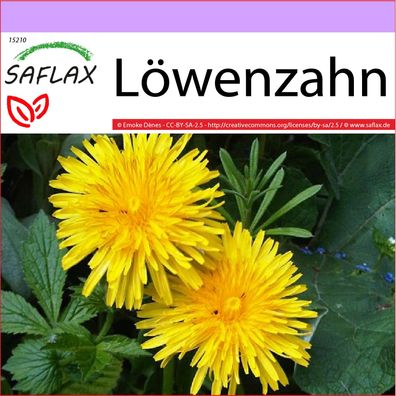 SAFLAX - Löwenzahn - Taraxacum - 200 Samen