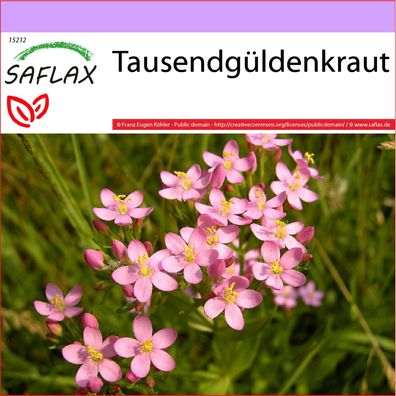 SAFLAX - Tausendgüldenkraut - Centaurium - 250 Samen