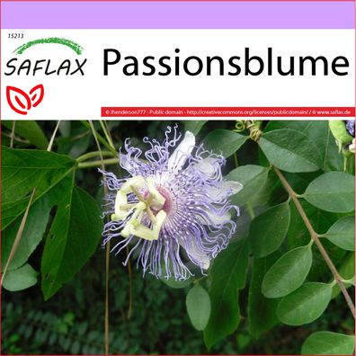 SAFLAX - Passionsblume - Passiflora - 5 Samen