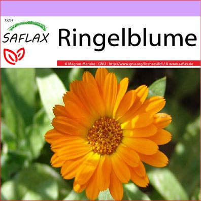 SAFLAX - Ringelblume - Calendula - 50 Samen