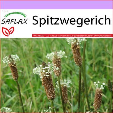 SAFLAX - Spitzwegerich - Plantago - 100 Samen