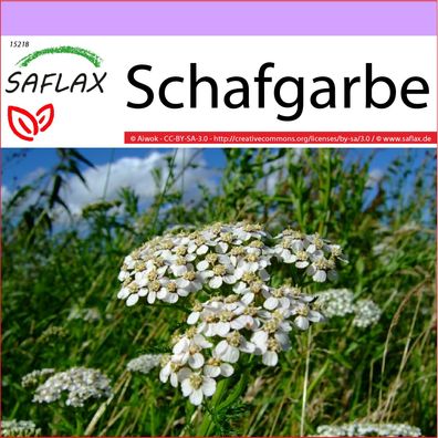 SAFLAX - Schafgarbe - Achillea - 200 Samen