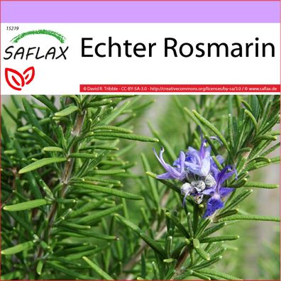 SAFLAX - Echter Rosmarin - Rosmarinus - 100 Samen