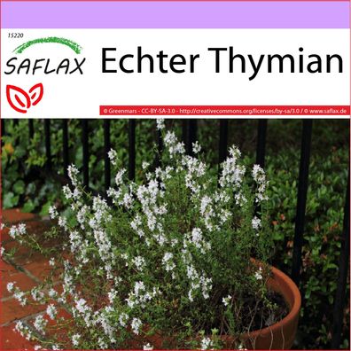 SAFLAX - Echter Thymian - Thymus - 200 Samen
