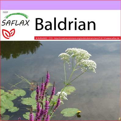 SAFLAX - Baldrian - Valeriana - 200 Samen