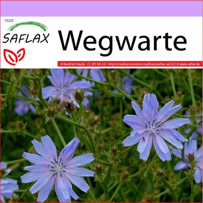 SAFLAX - Wegwarte - Cichorium - 250 Samen