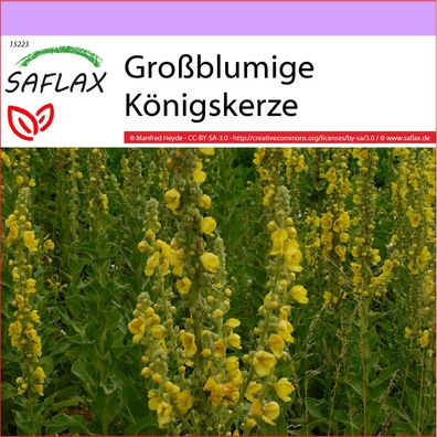 SAFLAX - Großblumige Königskerze - Verbascum - 500 Samen