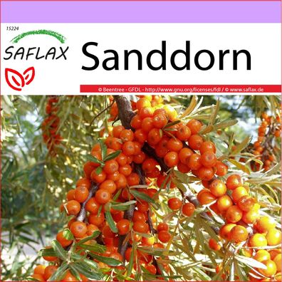 SAFLAX - Sanddorn - Hippophae - 40 Samen