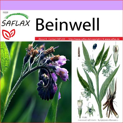 SAFLAX - Beinwell - Symphytum - 15 Samen